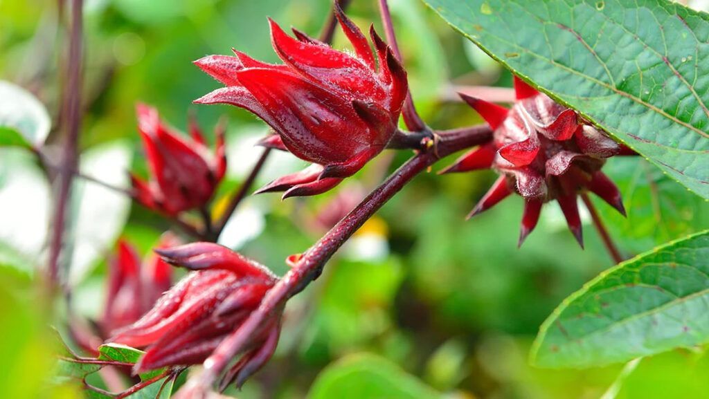 Đài hoa hibiscus đỏ thẫm chứa hàm lượng chất chống oxy hóa vượt trội (Nguồn: Sưu tầm)