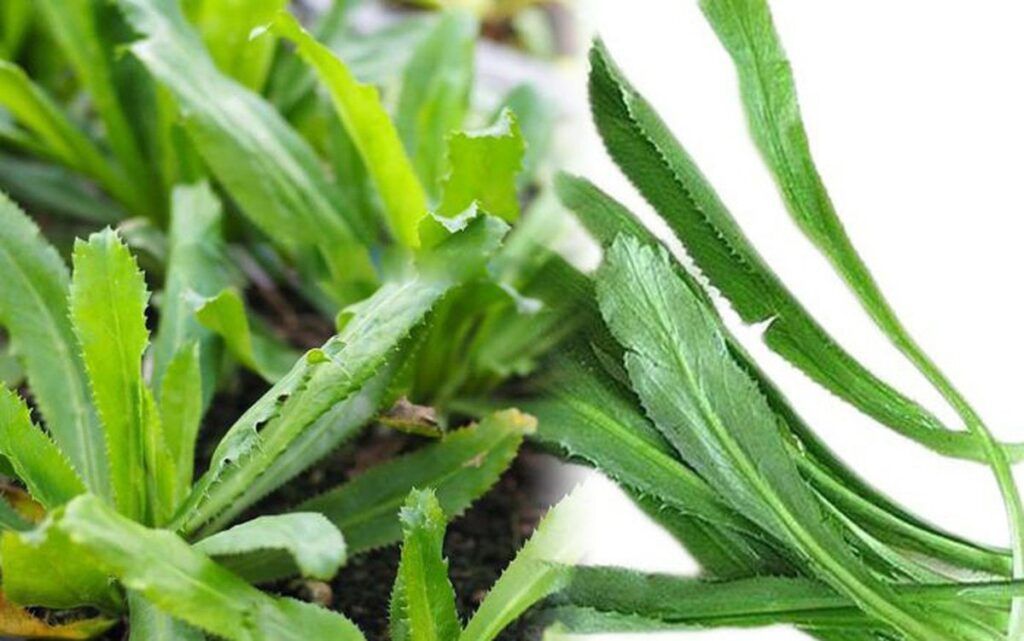 Cần rửa sạch lá mùi tàu bằng nước muối để đảm bảo an toàn vệ sinh khi dùng tươi (Nguồn: Sưu tầm)