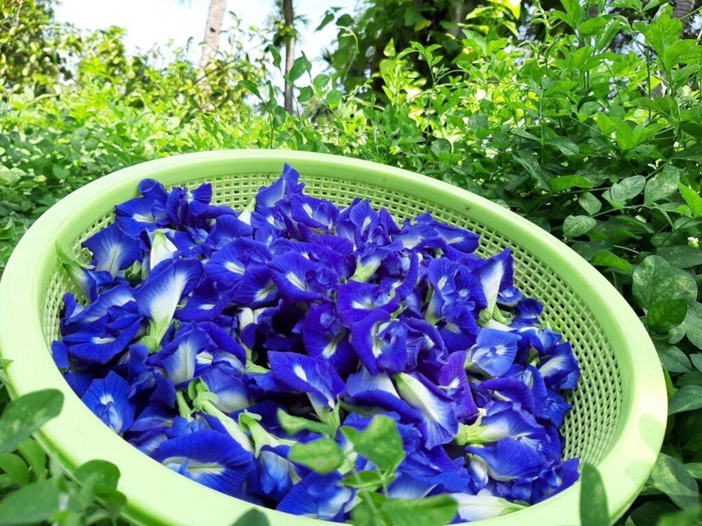 Hoa đậu biếc khô được sử dụng trong các bài thuốc dân gian
