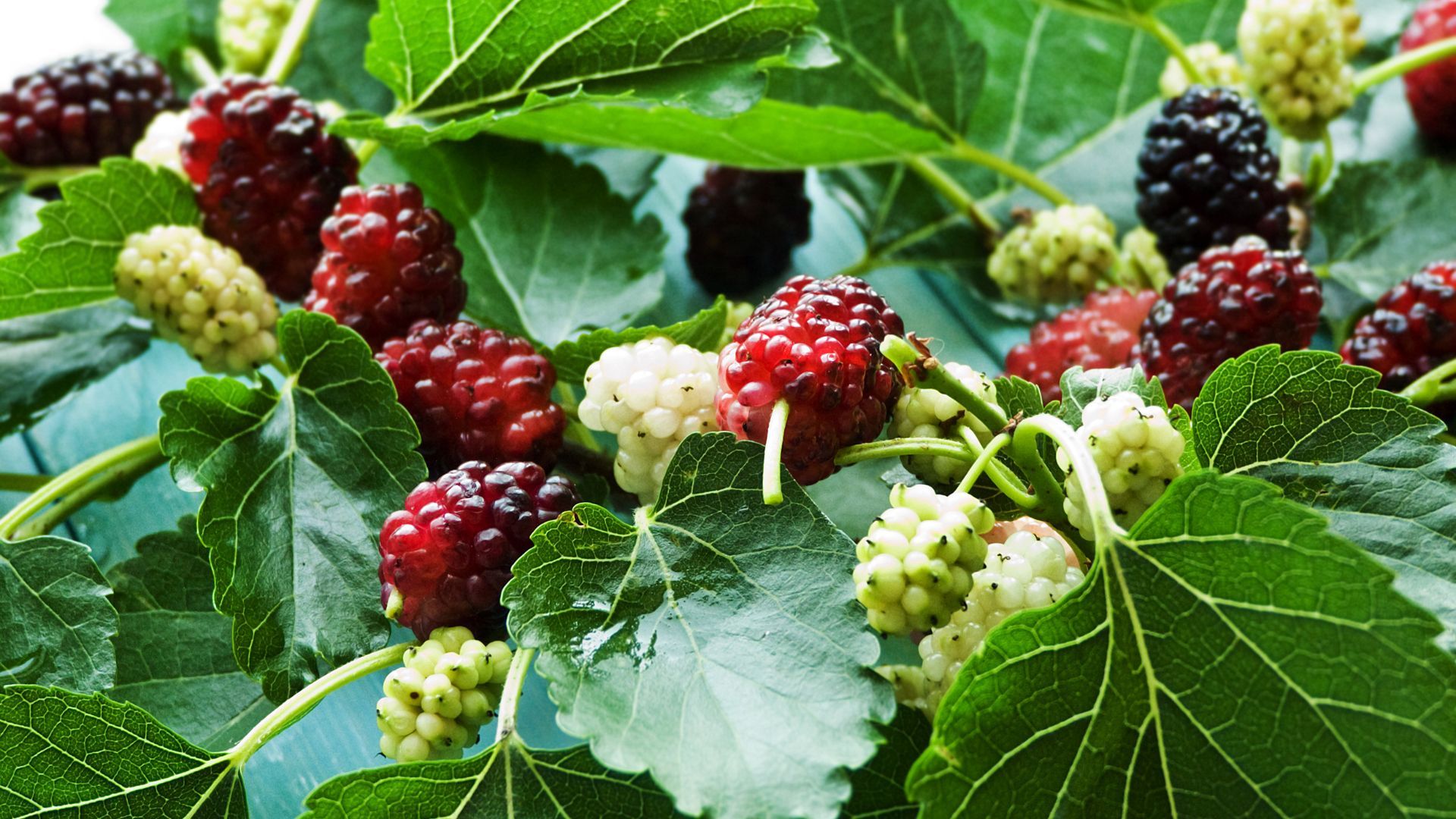 Quả dâu tằm chín mọng chứa hàm lượng anthocyanin chống oxy hóa cực cao (Nguồn: Sưu tầm)