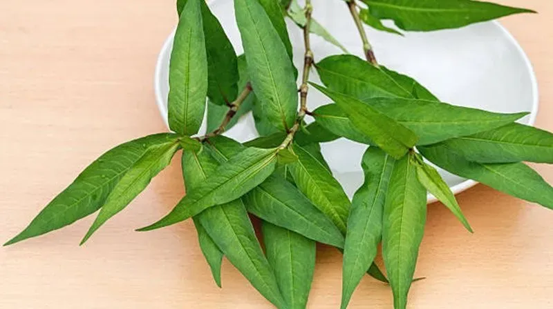 Rau răm: Loại rau có nhiều tác dụng chữa bệnh và lưu ý khi sử dụng