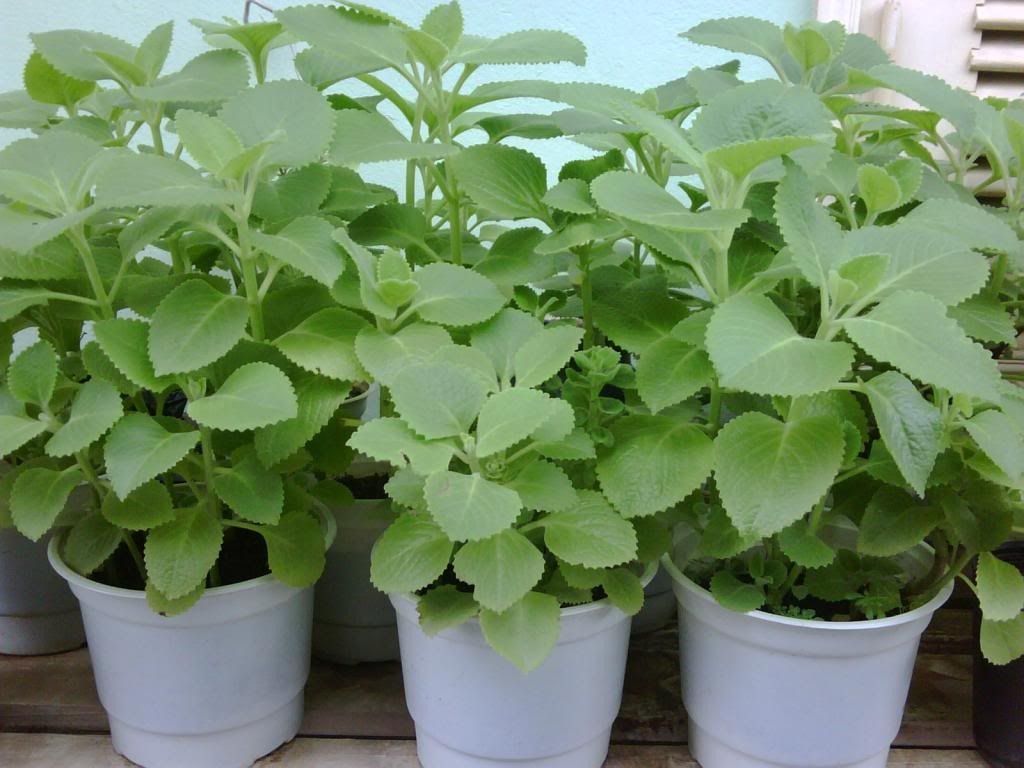 Việc vệ sinh lá và dùng đúng liều lượng giúp đảm bảo những điều cần lưu ý khi sử dụng lá tần dày an toàn (Nguồn: Sưu tầm)