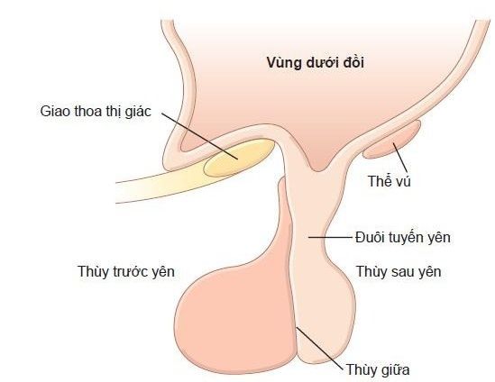 Tuyến yên gồm thùy trước, thùy sau và thùy giữa với chức năng khác nhau