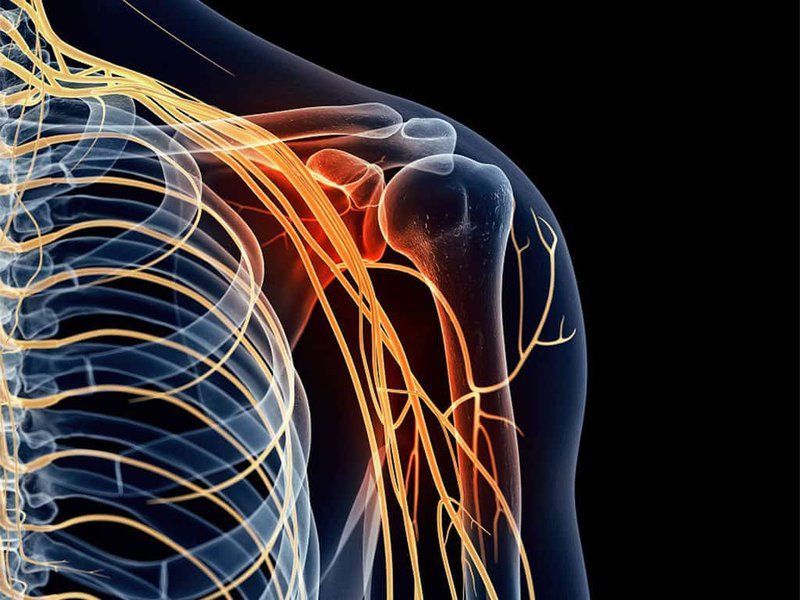 Đám rối thần kinh cánh tay chi phối vận động và cảm giác của chi trên