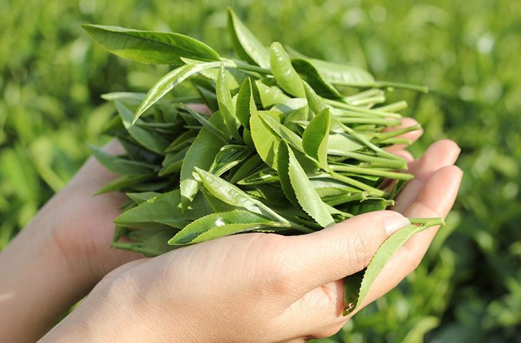 Cách chữa viêm phụ khoa hiệu quả bằng lá chè xanh