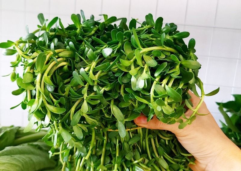 Cây lá đắng với tán lá xanh thẫm mang lại giá trị dược dụng cao (Nguồn: Sưu tầm)
