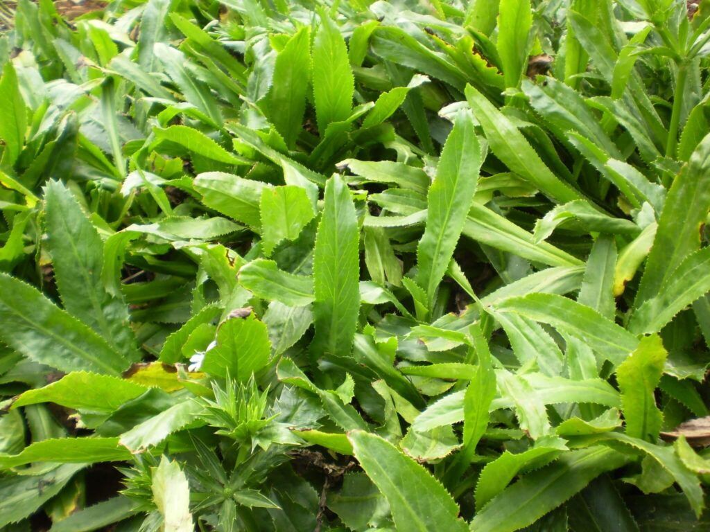 Cây lá mùi tàu với đặc điểm mép lá răng cưa và mùi thơm nồng nàn (Nguồn: Sưu tầm)