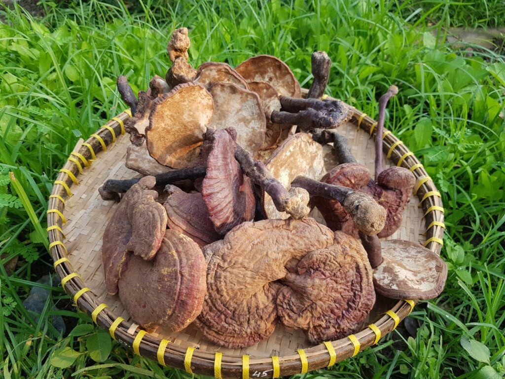 Vỏ cây lim khô được sử dụng trong các bài thuốc sát khuẩn ngoài da dân gian (Nguồn: Sưu tầm)