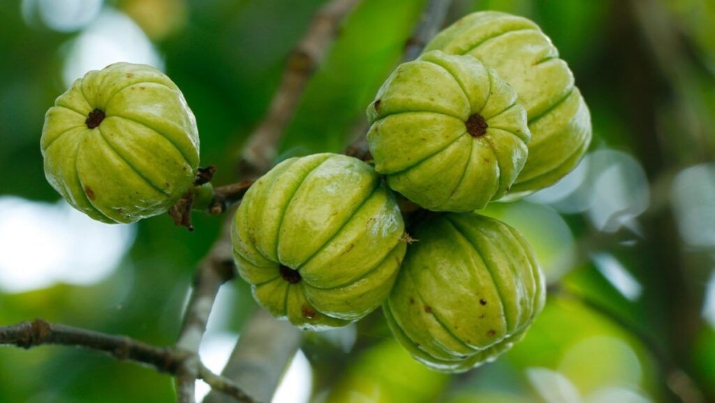 Hoạt chất HCA trong vỏ quả bứa mang lại công dụng hỗ trợ giảm cân và hạ mỡ máu hiệu quả (Nguồn: Sưu tầm)