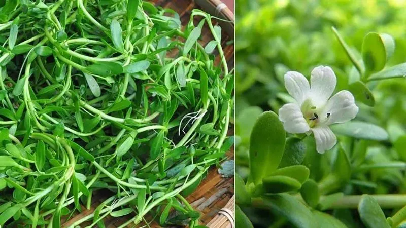 Lựa chọn lá đắng sạch và sử dụng đúng liều lượng giúp bảo vệ sức khỏe tối ưu (Nguồn: Sưu tầm)