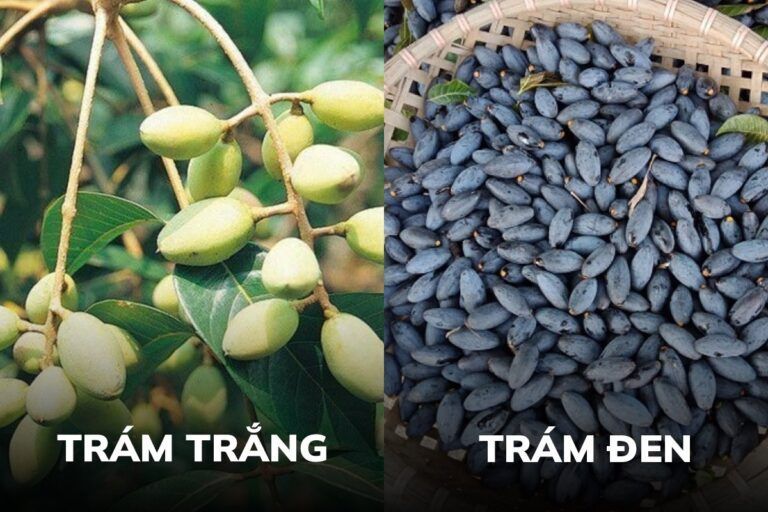 Hình minh họa khó thở và đau ngực có thể là dấu hiệu cảnh báo khi khạc ra đờm đen kéo dài