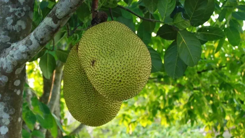 Lựa chọn trái cây ít đường và giàu vitamin C giúp hỗ trợ kiểm soát axit uric hiệu quả 