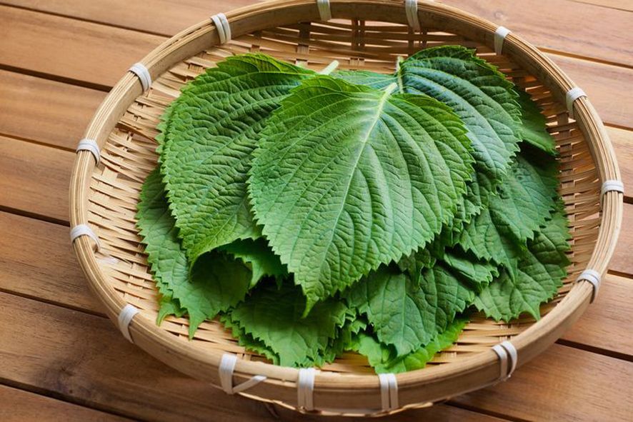 Các hoạt chất tinh dầu mang lại công dụng chính của tía tô trong việc trị cảm mạo