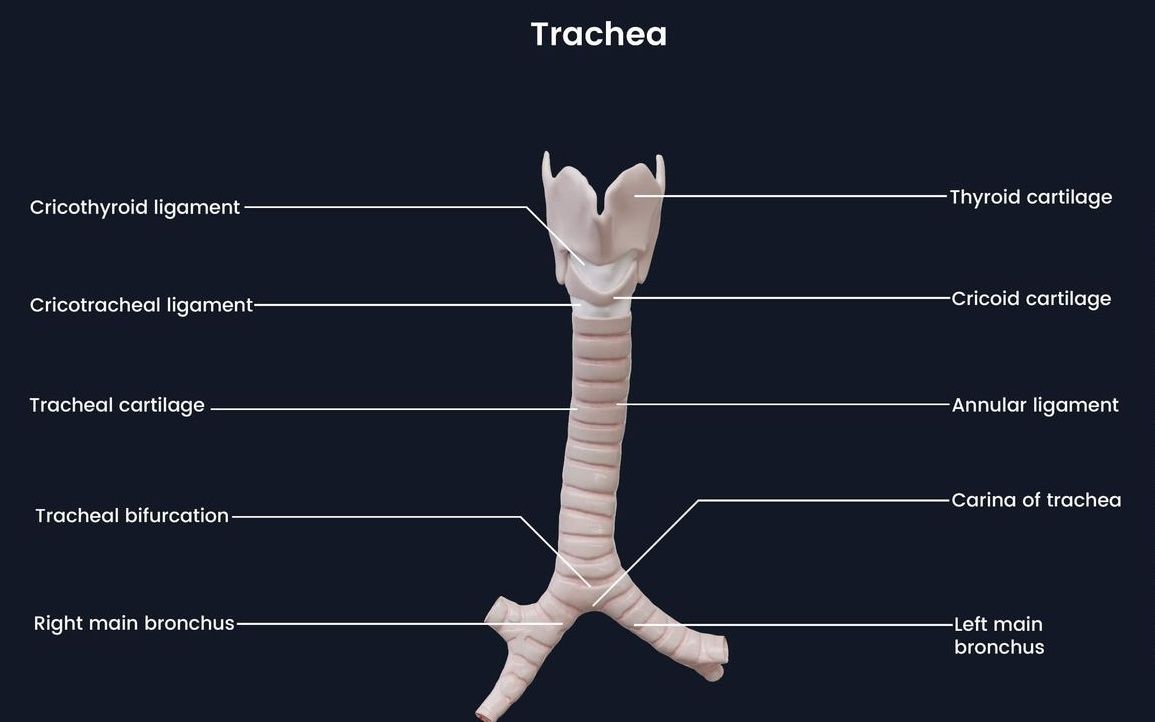 Khí quản giúp dẫn không khí từ thanh quản đến phổi