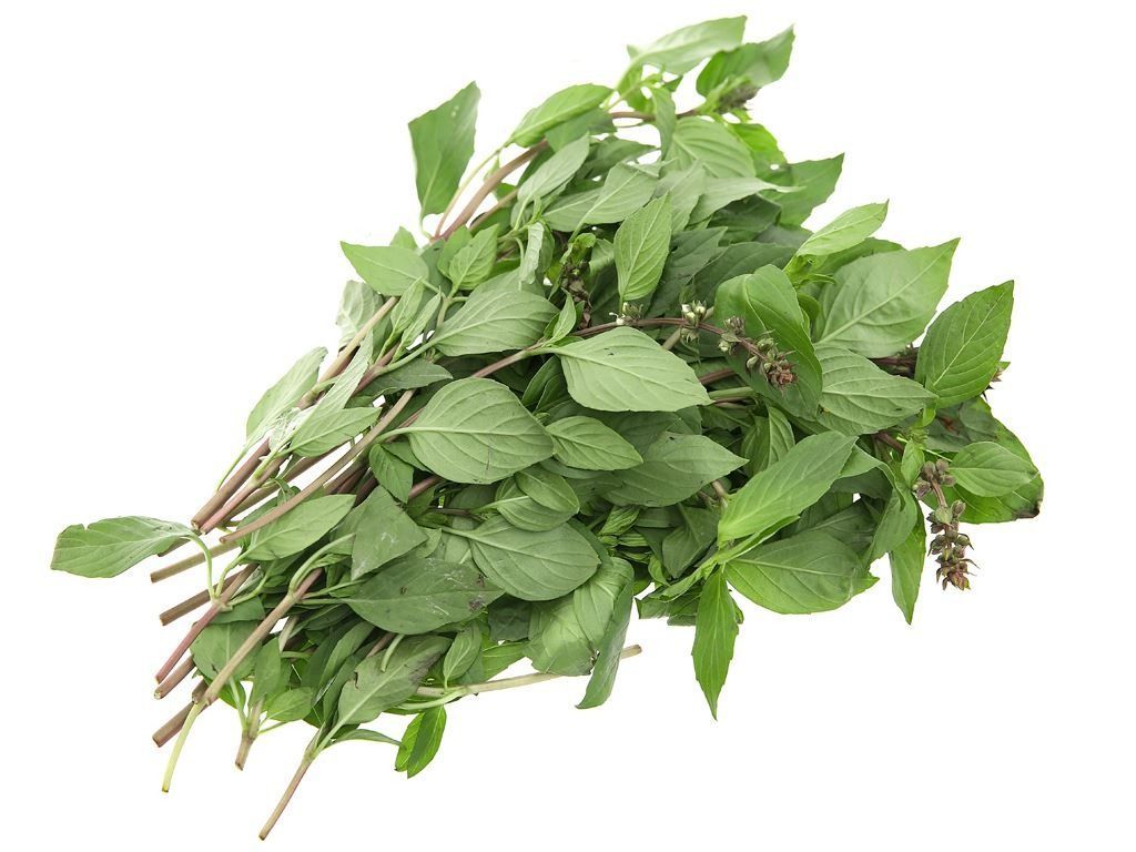Sử dụng đúng phương pháp giúp đảm bảo những điều cần lưu ý khi sử dụng lá húng quế (Nguồn: Sưu tầm)
