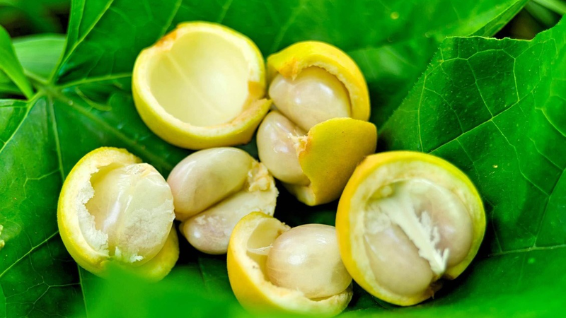 Hình thức bên ngoài của dâu đất