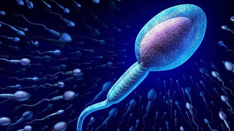 Tinh dịch bao gồm tinh trùng và lượng lớn dịch tiết chứa khoáng chất, protein