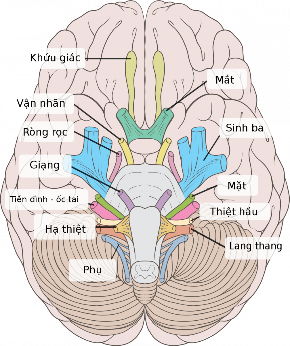 Hình minh họa vị trí dây thần kinh số 2 nối mắt với não, đi qua ống thị giác và thể gối ngoài