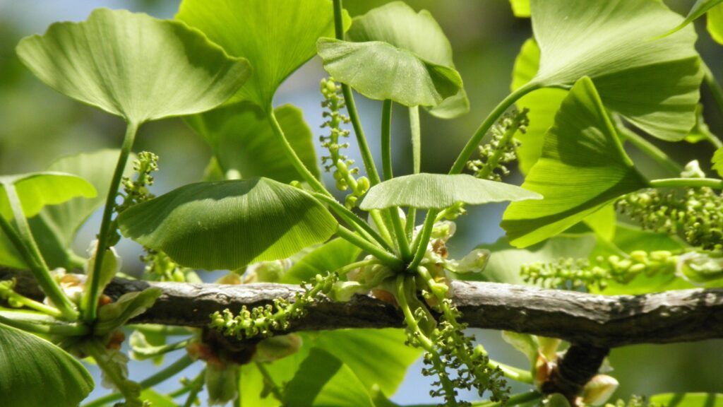 Bạch quả, hay còn gọi là ginkgo biloba, là một trong những loài cây lâu đời nhất trên Trái Đất