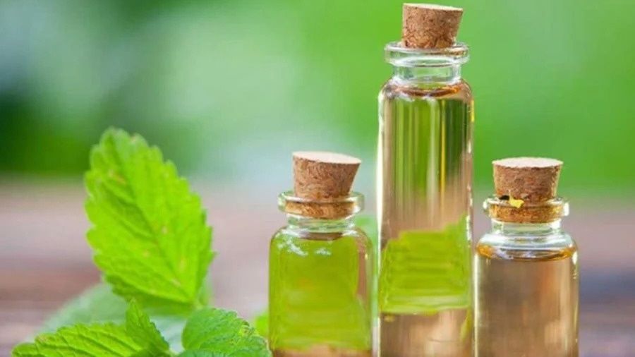 Tinh dầu menthol là thành phần tạo nên công dụng chính của lá bạc hà