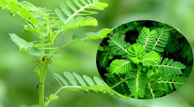 Cần tham khảo ý kiến chuyên gia để có liều lượng sử dụng diệp hạ châu phù hợp