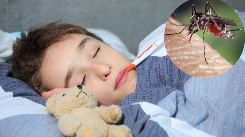 Muỗi Anopheles là trung gian truyền ký sinh trùng gây bệnh sốt rét