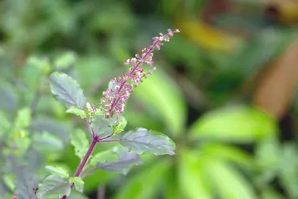 Hình ảnh minh họa hương nhu tía trong đời sống và y học