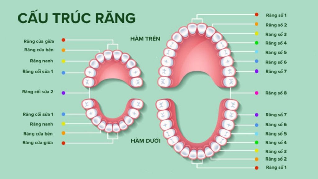 Người bệnh cần thực hiện chụp phim X-quang toàn cảnh theo chỉ định để bác sĩ đánh giá chính xác cấu trúc răng