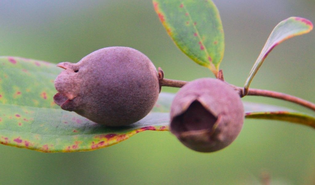Nên sử dụng quả sim chín hoàn toàn để đạt hiệu quả bồi bổ tốt nhất