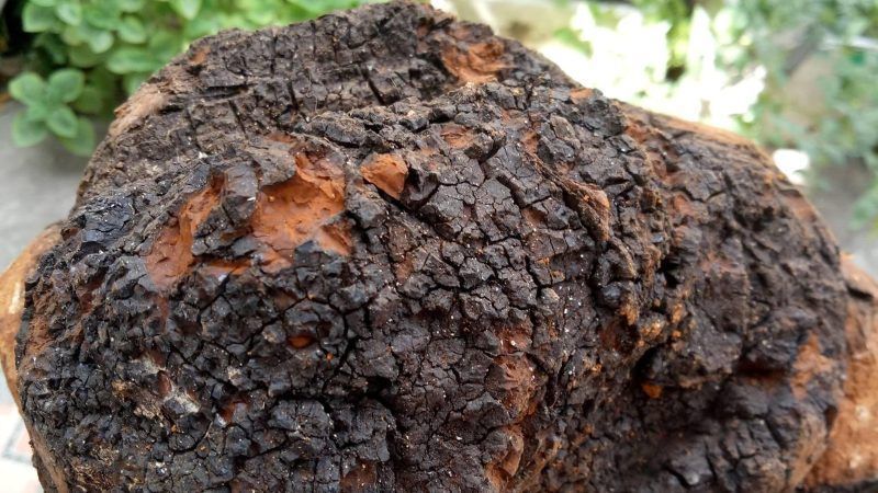 Khối nấm chaga xù xì ký sinh trên thân cây bạch dương trong rừng lạnh