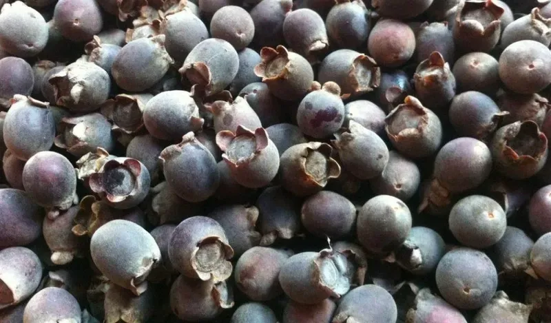 Hình ảnh quả sim rừng tươi