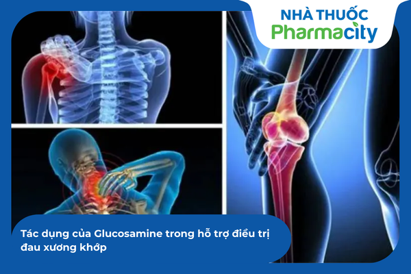 Glucosamine đóng vai trò cốt lõi trong việc tái tạo sụn và kích thích tiết dịch bôi trơn ổ khớp 