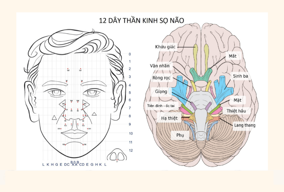 Hình minh họa dây thần kinh số 2 ( Nguồn: Sưu tầm )