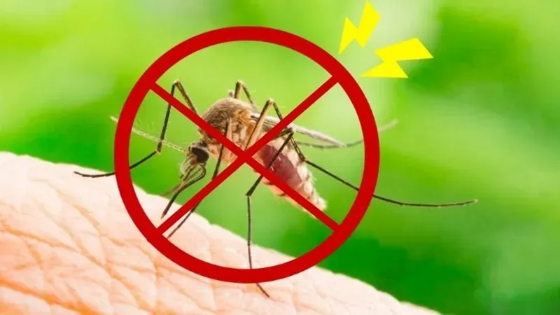 Muỗi thường và cách nhận diện và phòng tránh hiệu quả