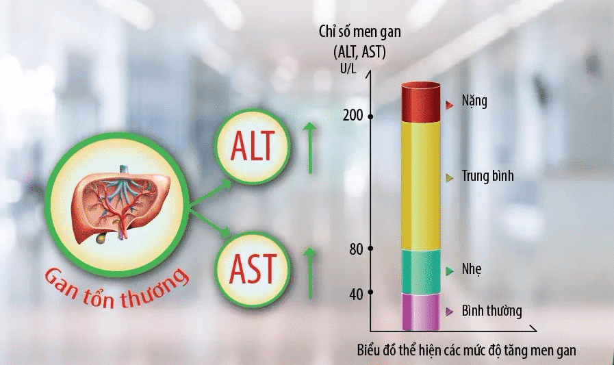 Biểu đồ phân loại các mức độ tăng chỉ số men gan ALT, AST khi gan bị tổn thương. 