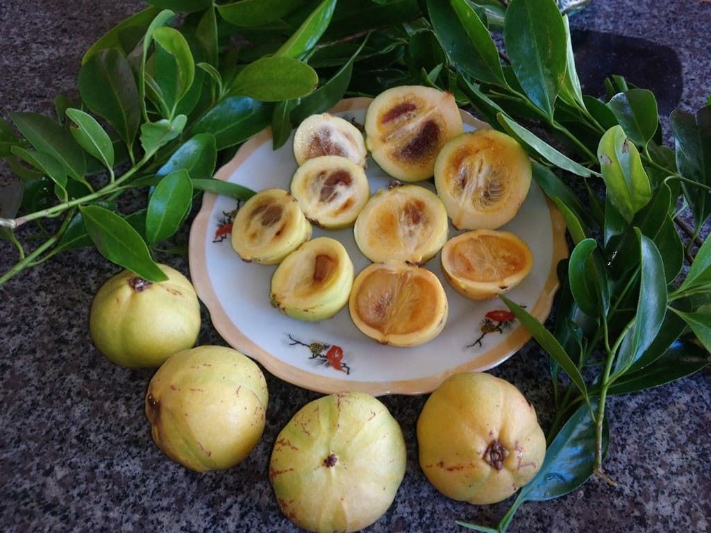 Đặc điểm quả bứa chín vàng và lá thuôn dài bóng mượt trong tự nhiên (Nguồn: Sưu tầm)