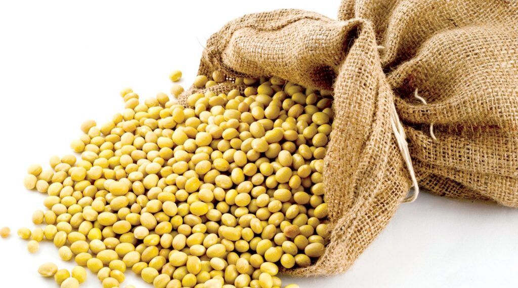 Hạt đậu nành là nguồn cung cấp protein thực vật và hoạt chất isoflavone dồi dào (Nguồn: Sưu tầm)