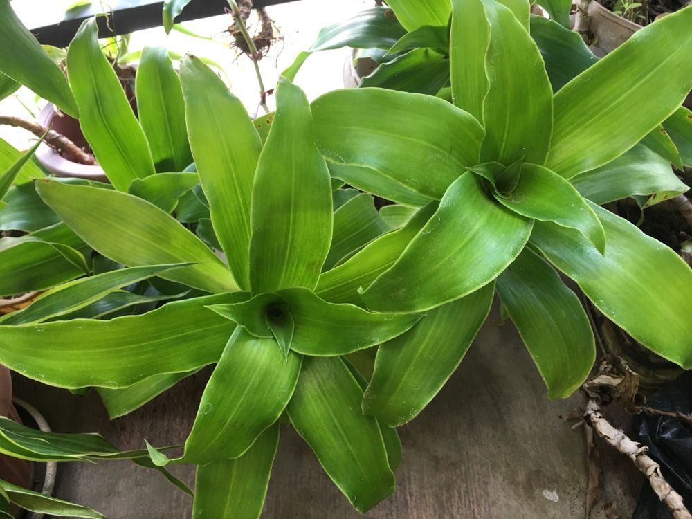 Đặc điểm tự nhiên của cây lược vàng