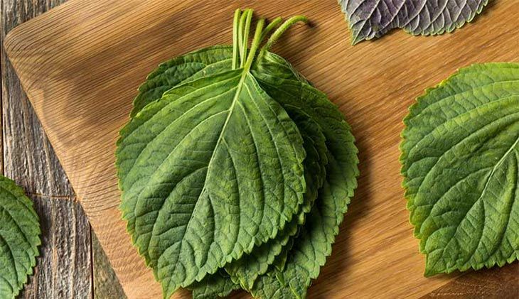 Lá tía tô giúp kháng viêm làm dịu cảm giác ngứa khi nổi mề đay.