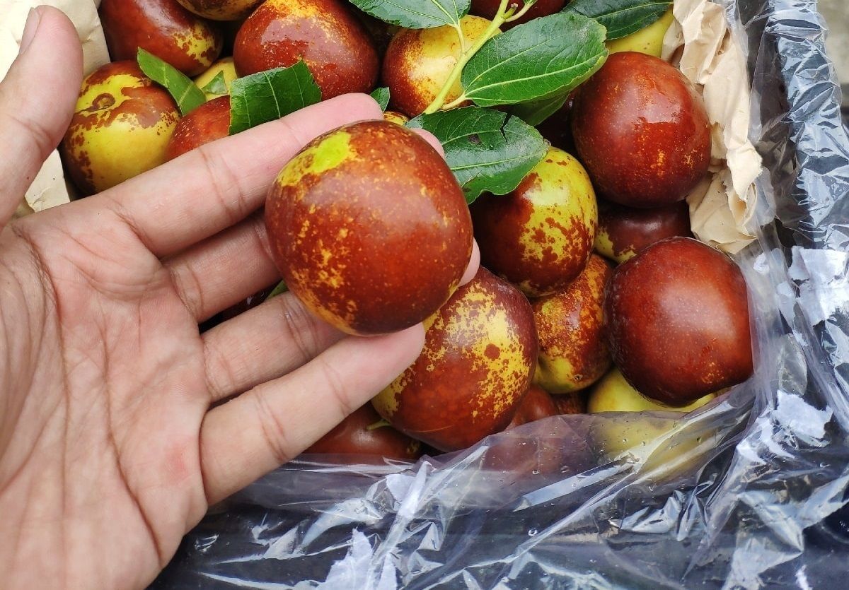 Nên mua táo đỏ tại các cơ sở uy tín và bảo quản đúng cách để tránh ẩm mốc