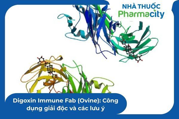 Digoxin Immune Fab (Ovine): Công dụng giải độc và các lưu ý