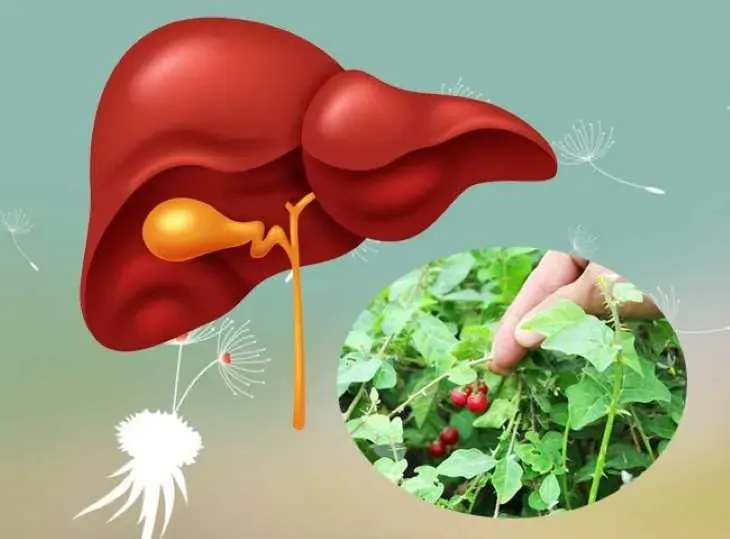 Nước sắc cà gai leo là giải pháp hàng đầu để giải độc và bảo vệ gan (Nguồn: Sưu tầm)