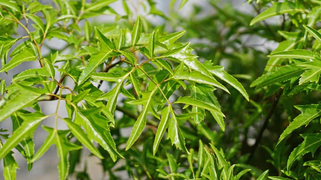 Các hoạt chất Saponin mang lại công dụng chính của cây đinh lăng cho não bộ (Nguồn: Sưu tầm)