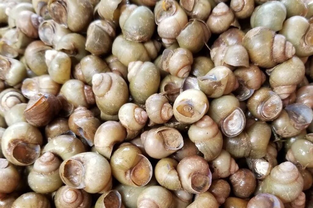 Khám phá những loại ốc nước ngọt ăn được mà bạn nên thử