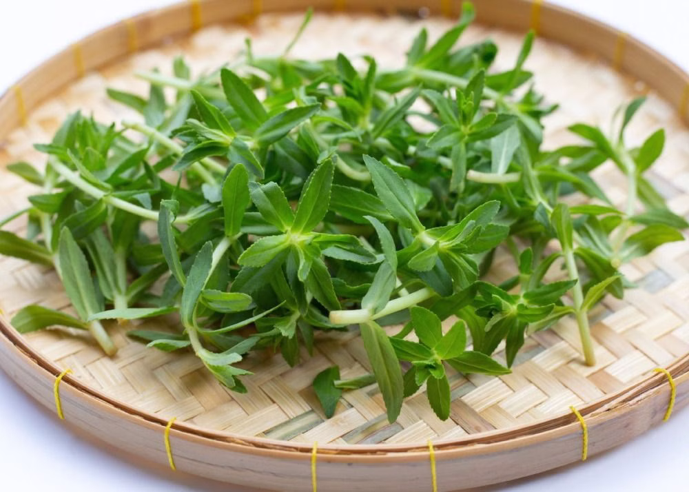 Rice Paddy Herb