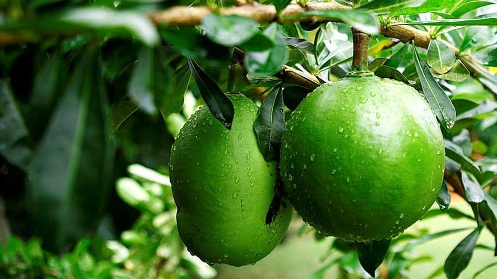 Đặc điểm thực vật của quả đào tiên với lớp vỏ xanh bóng và cứng (Nguồn: Sưu tầm)
