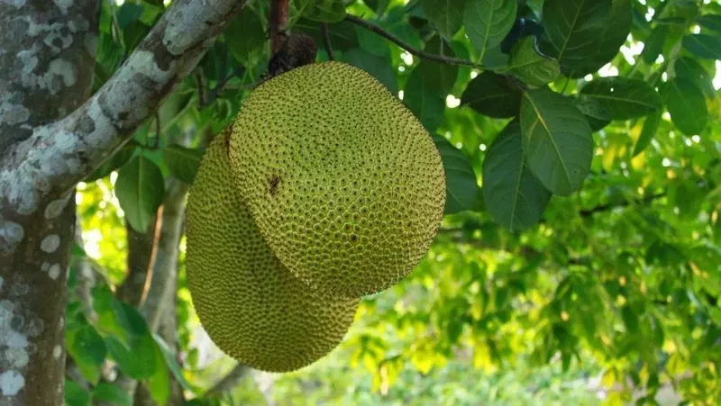 Quả mít ta chín vàng chứa hàm lượng dưỡng chất và vitamin dồi dào cho sức khỏe (Nguồn: Sưu tầm)