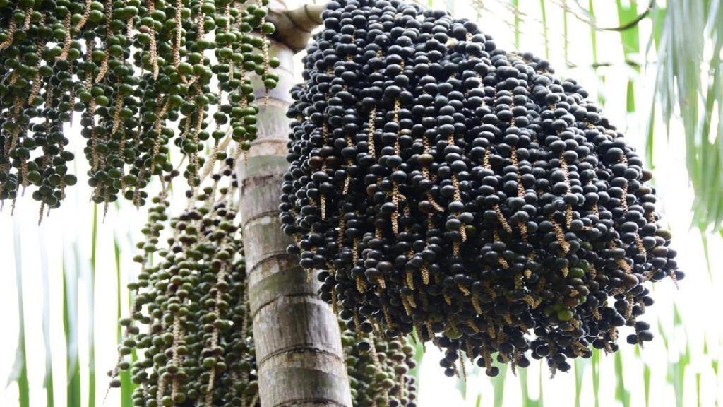 Chùm quả acai tím sẫm mọc trên ngọn cây cọ acai vùng Amazon (Nguồn: Sưu tầm)