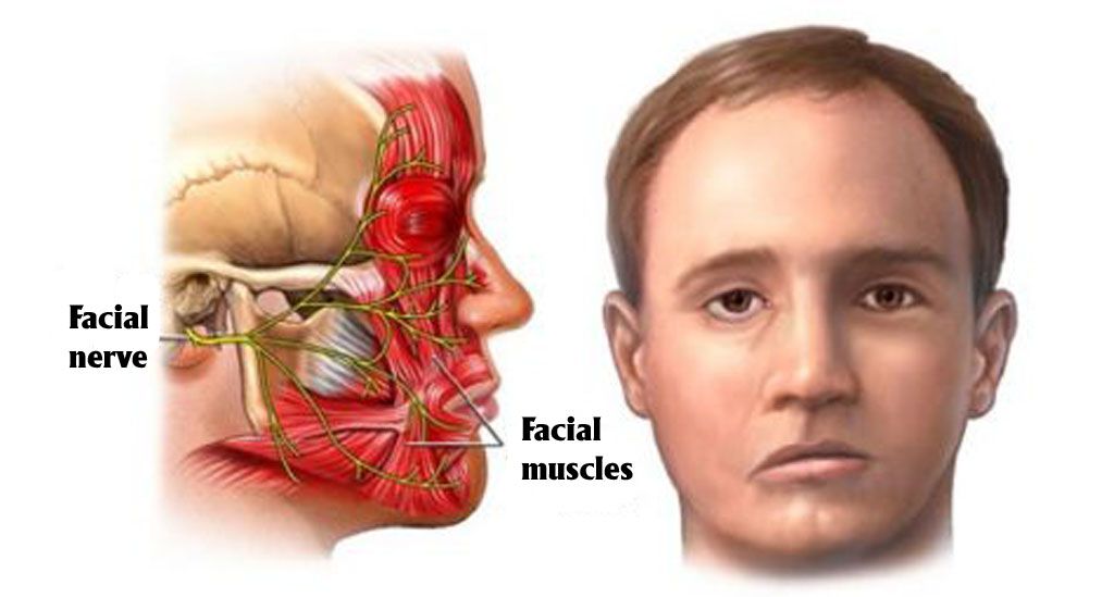 Cấu trúc giải phẫu và các nhánh phân phối của dây thần kinh số 7 trên gương mặt 
