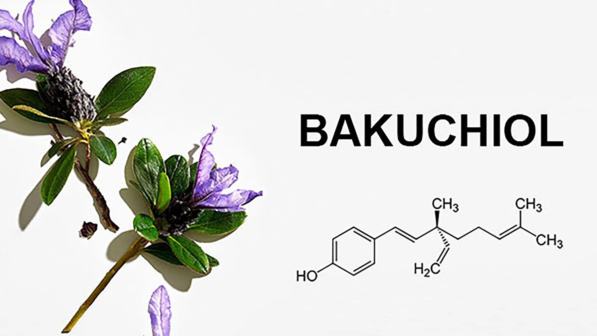 Bakuchiol là giải pháp thay thế hoàn hảo cho Retinol đối với làn da nhạy cảm hoặc phụ nữ mang thai